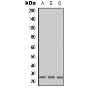LifeSab™ RAB41 Rabbit pAb (50 µl)