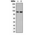 LifeSab™ G15 Rabbit pAb (50 µl)