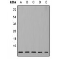 LifeSab™ RPL37 Rabbit pAb (50 µl)