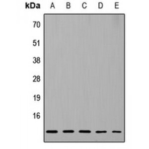 LifeSab™ RPL37 Rabbit pAb (50 µl)