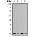 LifeSab™ RPL37A Rabbit pAb (50 µl)