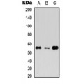 LifeSab™ Rhotekin Rabbit pAb (50 µl)