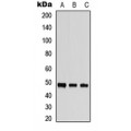 LifeSab™ MST3 Rabbit pAb (50 µl)