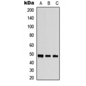 LifeSab™ MST3 Rabbit pAb (50 µl)