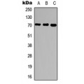 LifeSab™ Ubiquilin 3 Rabbit pAb (50 µl)