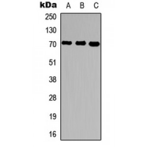 LifeSab™ Ubiquilin 3 Rabbit pAb (50 µl)