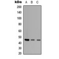 LifeSab™ ZNF232 Rabbit pAb (50 µl)