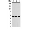 LifeSab™ ZNF76 Rabbit pAb (50 µl)