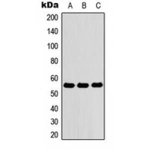 LifeSab™ ZNF76 Rabbit pAb (50 µl)