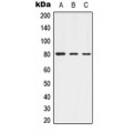 LifeSab™ Alpha-adducin (pT445) Rabbit pAb (50 µl)