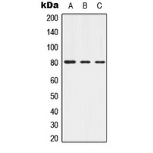LifeSab™ Alpha-adducin (pT445) Rabbit pAb (50 µl)