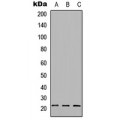 LifeSab™ BAD Rabbit pAb (50 µl)