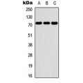 LifeSab™ PKR Rabbit pAb (50 µl)