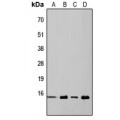 LifeSab™ 4EBP1 Rabbit pAb (50 µl)
