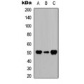 LifeSab™ GFAP Rabbit pAb (50 µl)