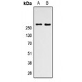 LifeSab™ mTOR Rabbit pAb (50 µl)