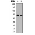 LifeSab™ c-Rel (pS503) Rabbit pAb (50 µl)