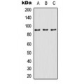 LifeSab™ SP1 (pT739) Rabbit pAb (50 µl)