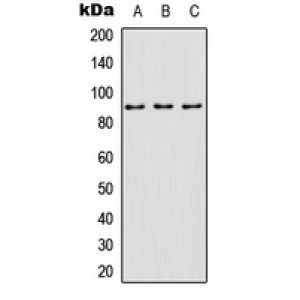 LifeSab™ SP1 (pT739) Rabbit pAb (50 µl)
