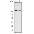 LifeSab™ Talin 1 Rabbit pAb (50 µl)