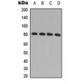LifeSab™ GRK2 Rabbit pAb (50 µl)