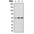 LifeSab™ AKT Rabbit pAb (50 µl)