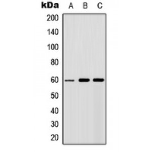 LifeSab™ AKT Rabbit pAb (50 µl)