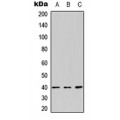 LifeSab™ Vasopressin V2 Receptor Rabbit pAb (50 µl)