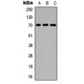 LifeSab™ CD122 (pY364) Rabbit pAb (50 µl)
