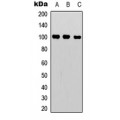 LifeSab™ NF-kappaB p100 Rabbit pAb (50 µl)