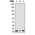 LifeSab™ NSG1 Rabbit pAb (50 µl)