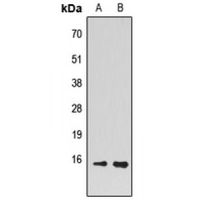 LifeSab™ PEA15 Rabbit pAb (50 µl)