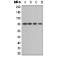 LifeSab™ PKC alpha Rabbit pAb (50 µl)
