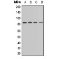 LifeSab™ PKC epsilon (pS729) Rabbit pAb (50 µl)