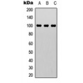 LifeSab™ CTIP Rabbit pAb (50 µl)