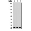 LifeSab™ RhoA Rabbit pAb (50 µl)