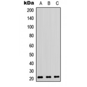 LifeSab™ RhoA Rabbit pAb (50 µl)