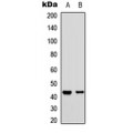 LifeSab™ CD363 Rabbit pAb (50 µl)