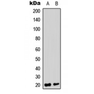LifeSab™ TRAPPC3 Rabbit pAb (50 µl)