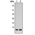 LifeSab™ VAMP1/2/3 Rabbit pAb (50 µl)