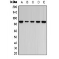 LifeSab™ ARHGEF7 Rabbit pAb (50 µl)