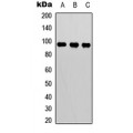 LifeSab™ BCL6 Rabbit pAb (50 µl)