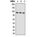 LifeSab™ CAGE1 Rabbit pAb (50 µl)
