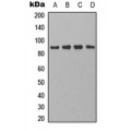 LifeSab™ PB Cadherin Rabbit pAb (50 µl)