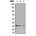 LifeSab™ NT5C1A Rabbit pAb (50 µl)