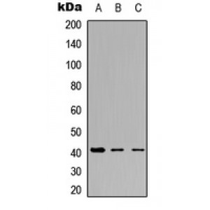 LifeSab™ NT5C1A Rabbit pAb (50 µl)