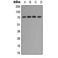 LifeSab™ RELB (pS573) Rabbit pAb (50 µl)