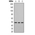 LifeSab™ PSMC3 Rabbit pAb (50 µl)