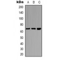LifeSab™ CstF-64T Rabbit pAb (50 µl)