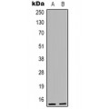 LifeSab™ PP15 Rabbit pAb (50 µl)
